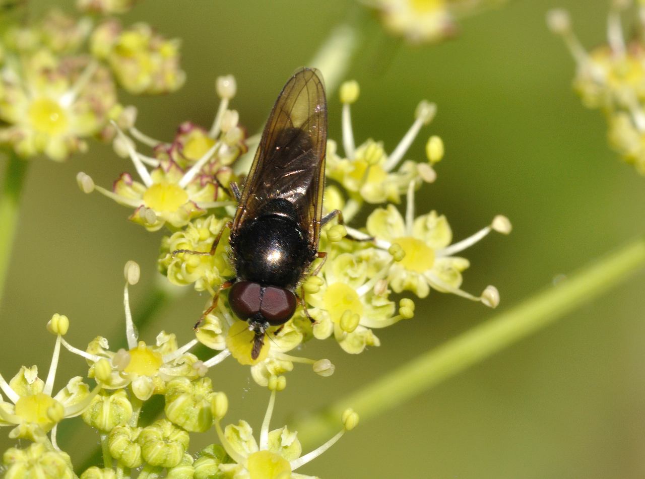 Cheilosia sp. (Syrphidae)